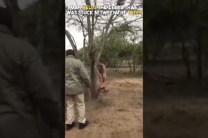 Amazing Animal Rescues Caught on Camera