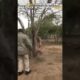 Amazing Animal Rescues Caught on Camera