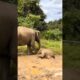 An adorable baby elephant is playing mud with her mom 😍 #babyelephant #elephant #cute #shorts