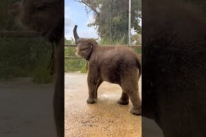 An adorable baby elephant is playing water so happily 😍 #babyelephant #elephant #cute #shorts