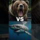 Animal Face-Off hypothical fights #animals #bear #lion #shorts #youtubeshorts #tiger #shark #mammoth