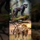Animal Fights | Lion vs Animals