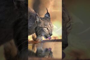 Animal Fights - Living or Dying - Survival #nature #wildanimals  #shorts #documentary #survival