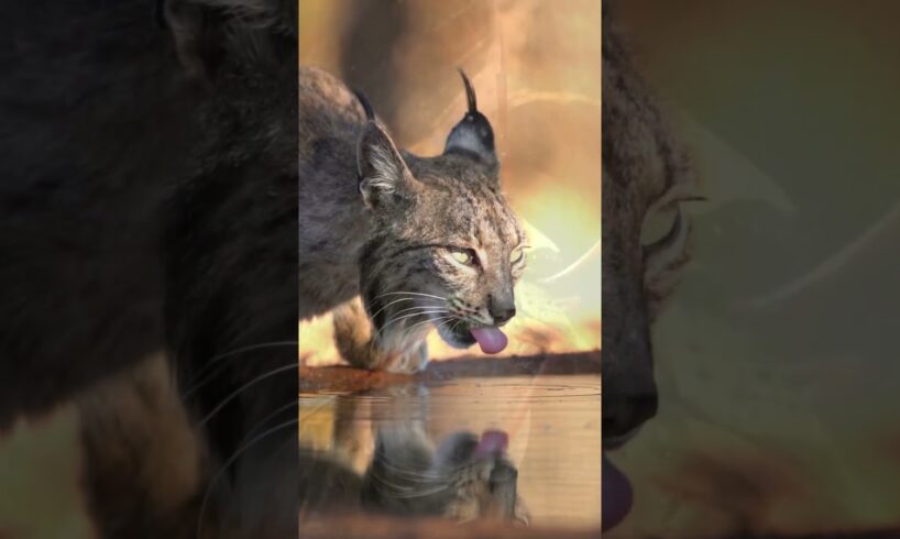 Animal Fights - Living or Dying - Survival #nature #wildanimals #shorts #documentary #survival