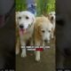 #AnimalRescue #HeartwarmingStories #RescuePets #AdoptDontShop #PetAdoption #ShelterAnimals #Second