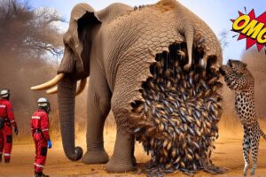 Animals Rescue Story: Saving an Elephant Covered in Thousands of Beehives! Wildlife Rescue