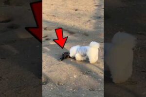 Animals That Play Dead to Survive 😱 | Nature’s Smartest Survivors #shorts #animals