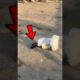 Animals That Play Dead to Survive 😱 | Nature’s Smartest Survivors #shorts #animals