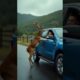 Animals Warning Signals to Humans. 🦌 #rescue #deer #shorts