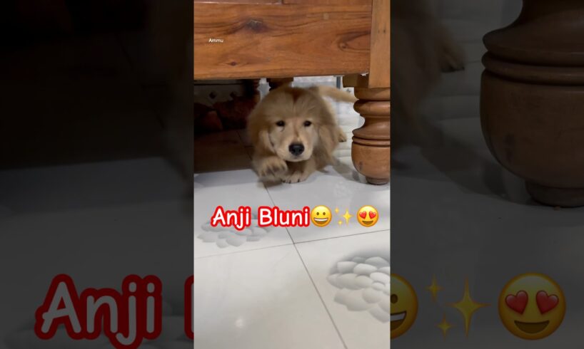Anji and Bluni😀✨ #ammu #goldenretreivers #viral #doglover #cute