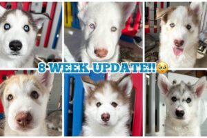 Are We Keeping Any Puppies? 8 Week Update!