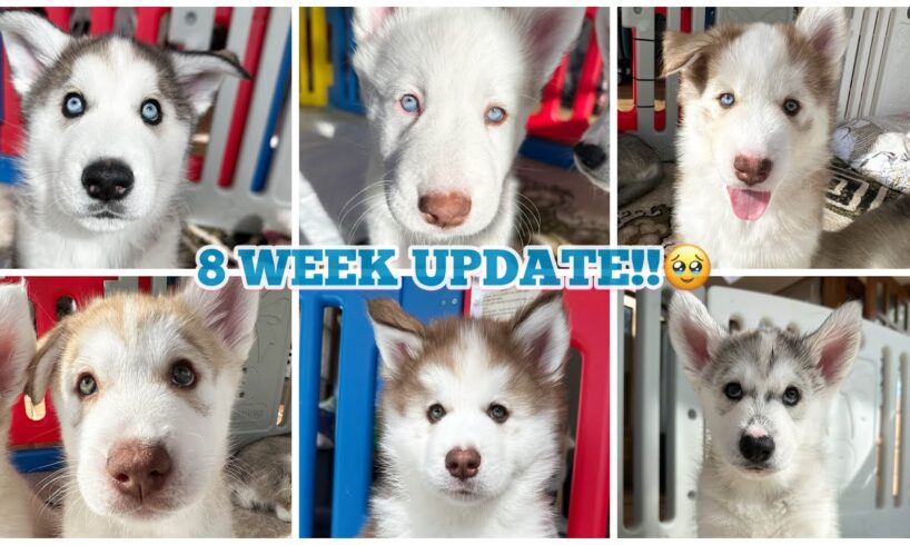 Are We Keeping Any Puppies? 8 Week Update!