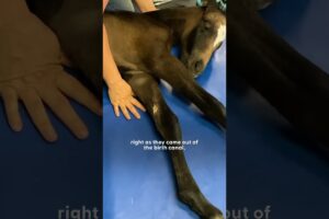 Baby Horse Who Couldn't Walk Surprises Everyone | The Dodo