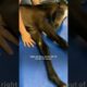 Baby Horse Who Couldn't Walk Surprises Everyone | The Dodo