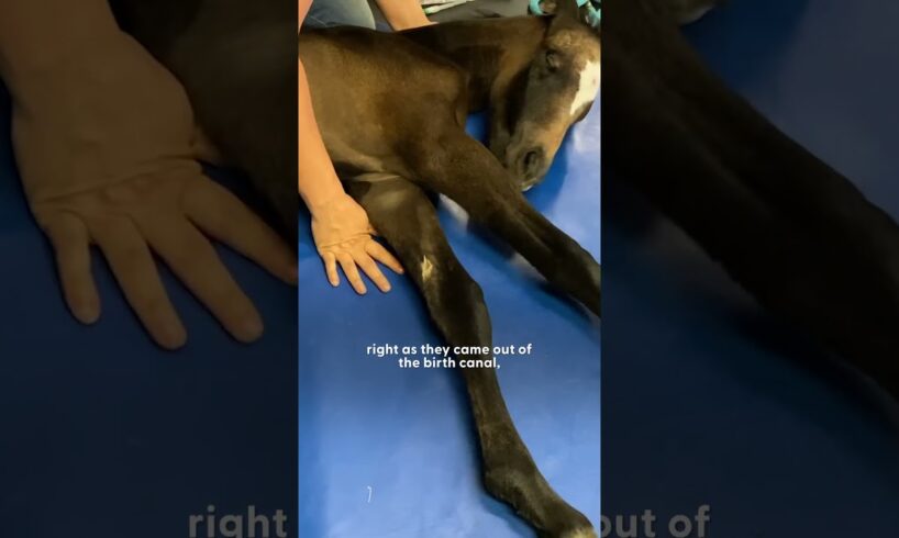 Baby Horse Who Couldn't Walk Surprises Everyone | The Dodo