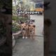 Barking cute puppies