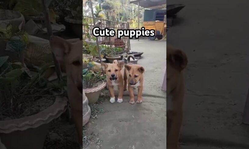 Barking cute puppies
