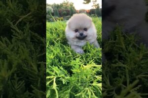 Beautiful Cute puppies dogs #foryou #cute #youtubeshorts #puppy #dog #dogshorts