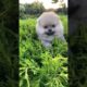 Beautiful Cute puppies dogs #foryou #cute #youtubeshorts #puppy #dog #dogshorts