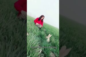 Beautiful Time playing With rabbits ￼  #shorts #ytshorts #shortsfeed #animals #rabbit #animallovers