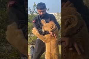 Beautiful lion cub is playing with me | Rahib Malik | #india #lion #animals #top #viralvideo