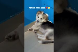 Bhola coco ❤️ #shorts #youtubeshorts #doglover #pomeranian #feed #doglover ##cute #puppy