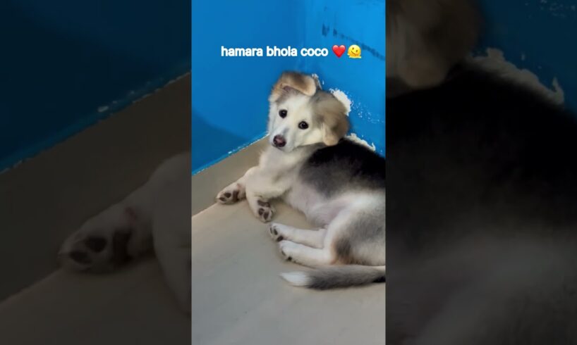 Bhola coco ❤️ #shorts #youtubeshorts #doglover #pomeranian #feed #doglover ##cute #puppy