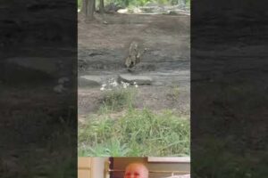 Big Crocodile surprised attack on Leopard 😱 | Animal fighting video | #shorts #animals
