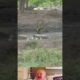 Big Crocodile surprised attack on Leopard 😱 | Animal fighting video | #shorts #animals