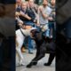 Black Panther 🐈‍⬛ vs Dog Fight Aggressively 🔥😱 #animals #nature #wildanimals #dog #panther #shorts