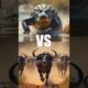 💥 Boar vs Leopard, Hyenas & Wild Dogs | Real Animal Fights