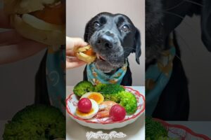 Breakfast Time..!!🍔🥚#puppy #dog #dogfood #shorts #shortsvideo #youtubeshorts