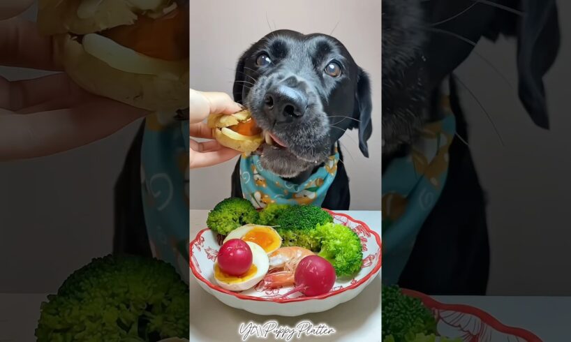 Breakfast Time..!!🍔🥚#puppy #dog #dogfood #shorts #shortsvideo #youtubeshorts
