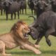 Buffalo Horn Sharp Weapon Miraculously Defeated Lion | New Animal Fights 2025