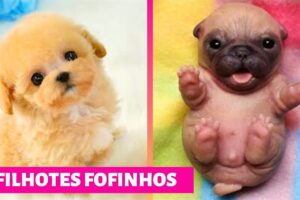 CACHORROS FOFOS ❤ Filhotes Fofos ❤ Cute Puppies Doing Funny