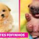 CACHORROS FOFOS ❤ Filhotes Fofos ❤ Cute Puppies Doing Funny