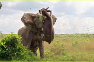 CRAZIEST Animal Fights On Earth Ever Caught On Camera | Animal Fights