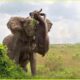 CRAZIEST Animal Fights On Earth Ever Caught On Camera | Animal Fights