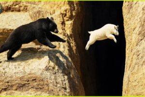 CRAZIEST Animal Fights On Earth Ever Recorded | Animal Fights