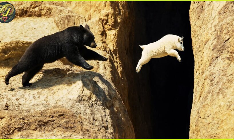 CRAZIEST Animal Fights On Earth Ever Recorded | Animal Fights