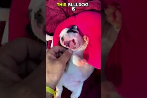 CUTEST PUPPIES YOU NEED TO SEE #cutedog #pets #puppies #pomeranian #maltese #popular #shorts #happy