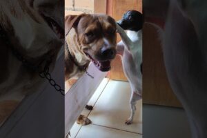 Cachorrinhos fofinhos #pets #petsfofinhos #dogs