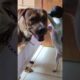 Cachorrinhos fofinhos #pets #petsfofinhos #dogs
