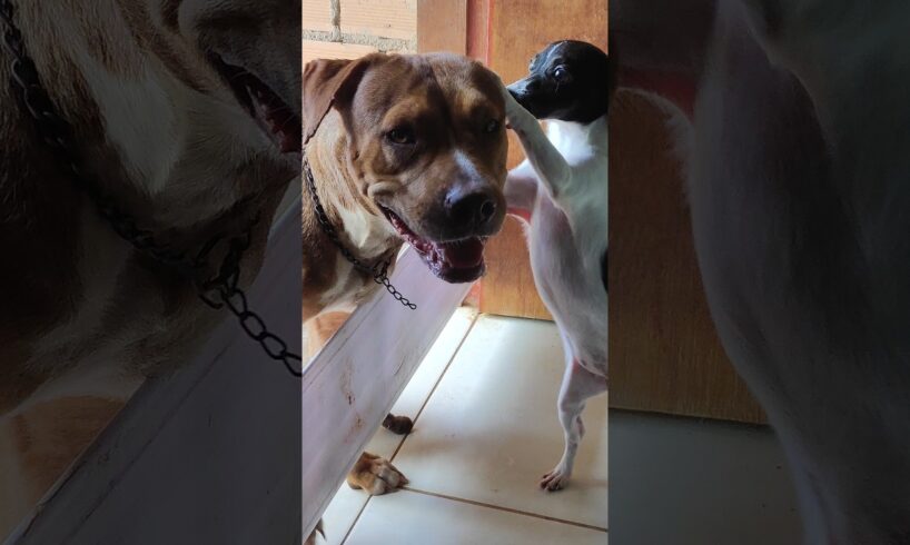 Cachorrinhos fofinhos #pets #petsfofinhos #dogs