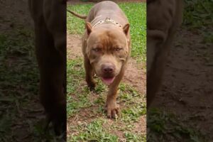 Cachorro Pitbull marrom - Cute Puppies Dogs