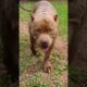 Cachorro Pitbull marrom - Cute Puppies Dogs