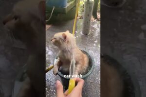 Car Wash #shorts #cat #catvideos #catshorts #catlovers