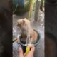 Car Wash #shorts #cat #catvideos #catshorts #catlovers