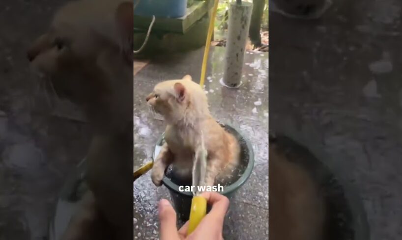 Car Wash #shorts #cat #catvideos #catshorts #catlovers