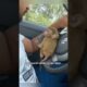 Caring for a monkey like family #shortvideo #animals #rescue #monkey #shorts